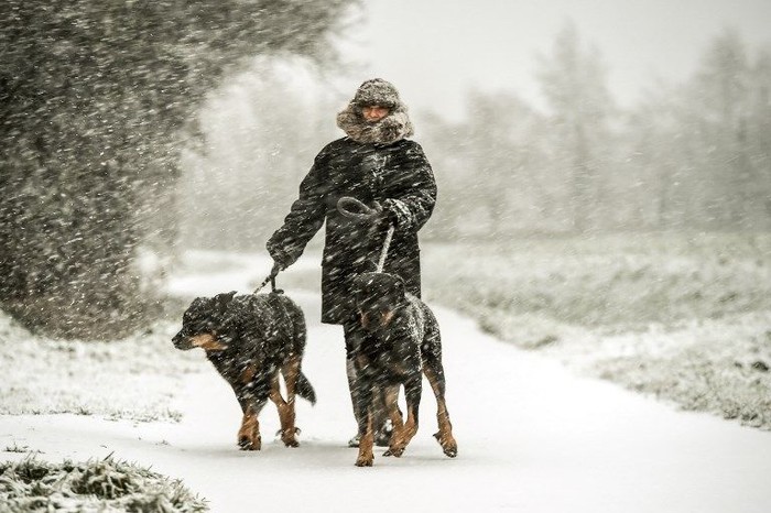 A woman walks her dogs on a snow-covered road in Godewaersvelde during snowfalls on December 10, 2017. / AFP PHOTO / PHILIPPE HUGUEN