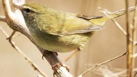 Pegunungan Santa Fe, New Mexico punya treatment menggunakan kotoran burung. Mereka mencampurkan krim yang mengandung Uguisu no fun. Tonik ini terbuat dari bubuk kotoran burung bulbul Jepang (CNN Travel)
