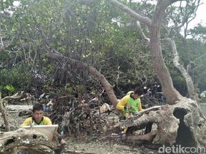 Hamparan Mangrove Spot Unik di Pantai Kutang Lamongan