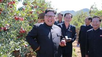 September 2017: Kali ini Kim Jong-Un mendatangi sebuah lahan perkebunan. Dia berjalan mengelilingi lahan perkebunan nomor 1116, memetik sayuran dan memeriksa kualitasnya. Dia juga memeriksa dan memetik pohon apel di perkebunan itu. Foto: KCNA via KNS/AFP