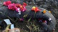 Warga juga menaburkan bunga ke bagian belalai gajah.