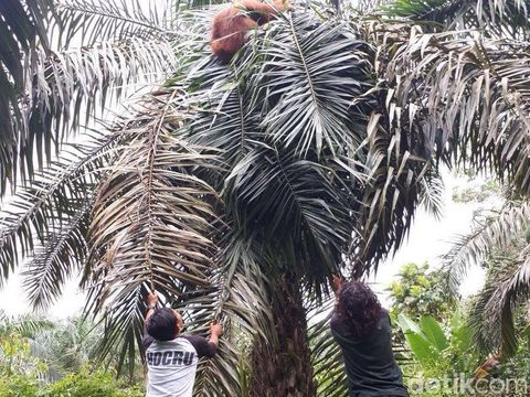 Terisolir di Kebun Warga, Orangutan di Sumut Akhirnya Dievakuasi