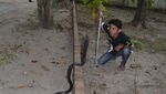 Foto: Aksi Warga di Gorontalo Berhadapan dengan King Kobra