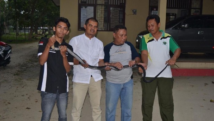 Warga di Gorontalo Tangkap King Cobra yang Makan Hewan Peliharaan