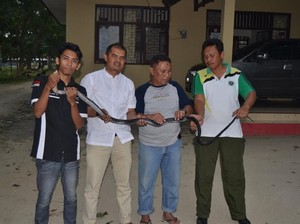 Warga di Gorontalo Tangkap King Cobra yang Makan Hewan Peliharaan