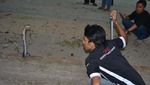 Foto: Aksi Warga di Gorontalo Berhadapan dengan King Kobra