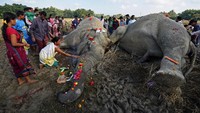 Seorang wanita berdoa di depan bangkai gajah yang telah mati itu.