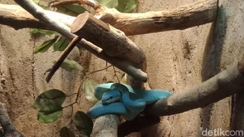 Saat sebelum zoom. Foto: Adi Fida Rahman/detikINET