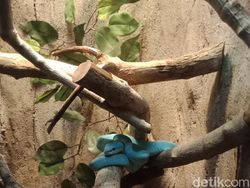 Menguji Kamera Belakang Oppo F5 Versi Murah