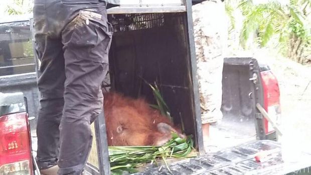 Terisolir di Kebun Warga, Orangutan di Sumut Akhirnya Dievakuasi
