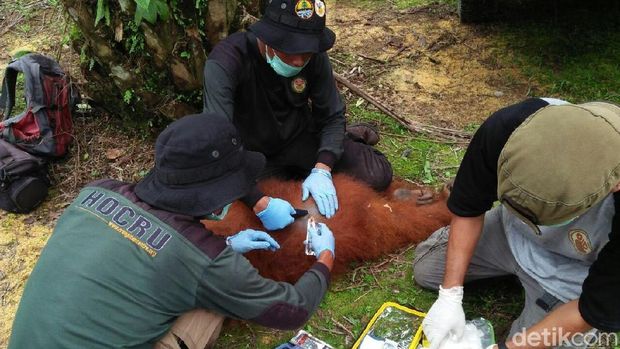 Terisolir di Kebun Warga, Orangutan di Sumut Akhirnya Dievakuasi