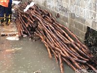 Kayu dolken untuk menguatkan tanggul