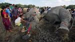 Foto: Haru Pemakaman 2 Gajah di India yang Mati Disetrum