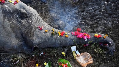 Foto: Haru Pemakaman 2 Gajah di India yang Mati Disetrum
