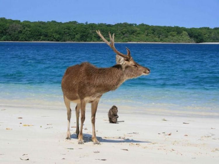 Foto: Pesona Satwa dan Keindahan di TN Ujung Kulon