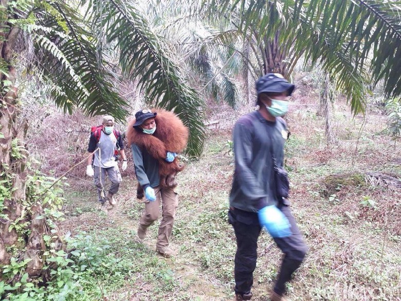 Orangutan Tanpa Kepala Diduga Dibunuh karena Dianggap Hama Orangutan Tanpa Kepala Diduga Dibunuh karena Dianggap Hama
