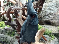 Menguji Kamera Belakang Oppo F5 Versi Murah