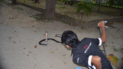 Foto: Aksi Warga di Gorontalo Berhadapan dengan King Kobra