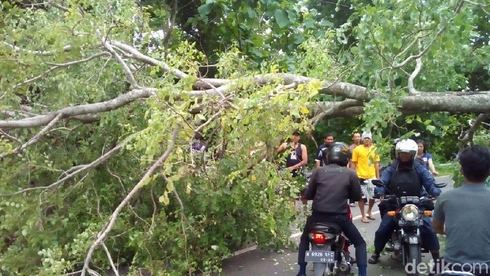 Pohon Tumbang, Arus Lalin Pati-Purwodadi Sempat Tersendat