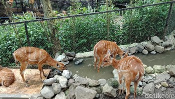 Kendati lebih rendah spesifikasinya, hasilnya cukup memuaskan untuk ukuran di kelasnya. Foto: Adi Fida Rahman/detikINET