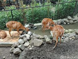 Menguji Kamera Belakang Oppo F5 Versi Murah