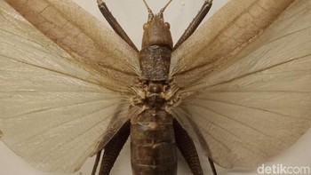 Foto: Adi Fida Rahman/detikINET