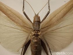 Menguji Kamera Belakang Oppo F5 Versi Murah