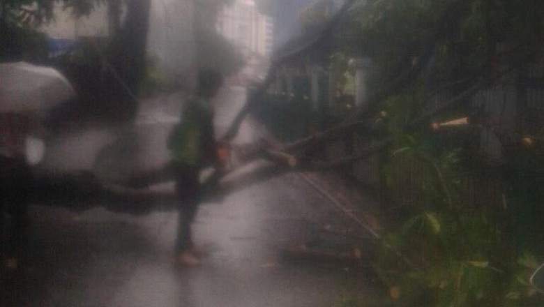Hujan Lebat Disertai Angin, 2 Pohon Tumbang di Cawang dan Juanda Hujan Lebat Disertai Angin, 2 Pohon Tumbang di Cawang dan Juanda