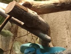 Menguji Kamera Belakang Oppo F5 Versi Murah