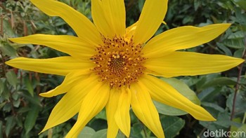 Saat memotret makro. Foto: Adi Fida Rahman/detikINET