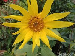 Menguji Kamera Belakang Oppo F5 Versi Murah