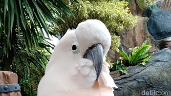 Selfie dengan mode beautify level 3. Foto: Adi Fida Rahman/detikINET