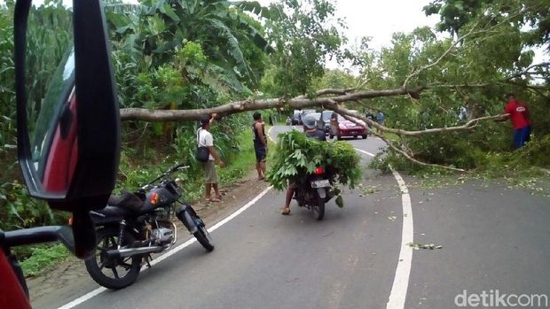 Pohon tumbang di Pati.