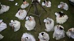 Foto: Lomba Lari Unik di Thailand, Pakai Jas & Gaun Pengantin