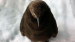 Foto: Lucunya, Bayi Penguin Menetas di Singapura Setelah 10 Tahun