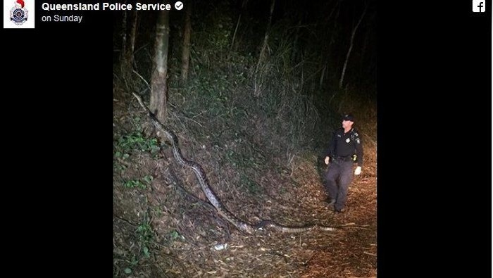 Ular Sanca Panjang yang Blokir Jalanan Queensland Populer di Medsos
