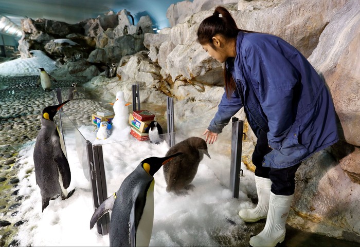 Maru, a two-month-old King Penguin chick and the first successful hatching by the Jurong Bird Park in almost a decade, looks on from a Christmas theme enclosure in the Penguin Coast exhibit at the park in Singapore December 13, 2017.  REUTERS/Edgar Su