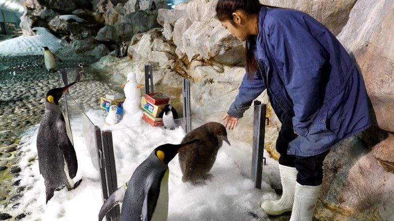 Maru, a two-month-old King Penguin chick and the first successful hatching by the Jurong Bird Park in almost a decade, looks on from a Christmas theme enclosure in the Penguin Coast exhibit at the park in Singapore December 13, 2017.  REUTERS/Edgar Su