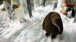 Foto: Lucunya, Bayi Penguin Menetas di Singapura Setelah 10 Tahun