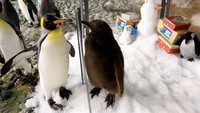 Bayi penguin berwarna cokelat tersebut diberi nama Maru. (Foto: Dok. Reuters/Edgar Su)