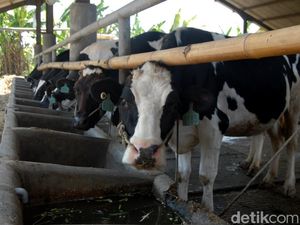 Populasi Sapi Perah Meningkat, Produksi Susu di Pasuruan Terdongkrak