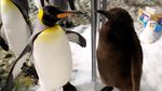 Foto: Lucunya, Bayi Penguin Menetas di Singapura Setelah 10 Tahun