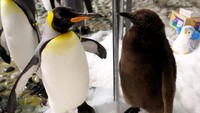 Ia tampak berbincang dengan penguin lainnya yang ada di luar kandang (Foto: Dok. Reuters/Edgar Su)
