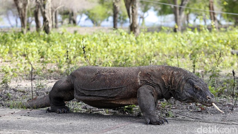 JK soal Rencana Penutupan TN Komodo: Intinya Rusa Butuh Makan JK soal Rencana Penutupan TN Komodo: Intinya Rusa Butuh Makan