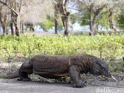 TN Komodo Rencananya Tutup 1 Tahun, KLHK: Belum Ada Info TN Komodo Rencananya Tutup 1 Tahun, KLHK: Belum Ada Info