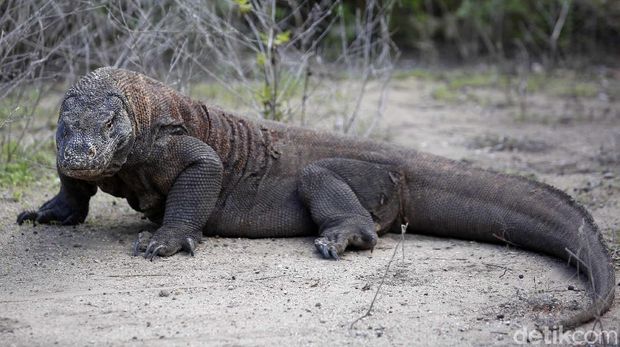 Wajar Pulau Komodo Diberitakan Media Internasional