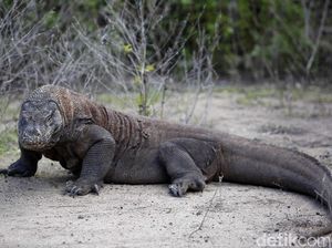 Pertarungan Komodo Tertangkap Kamera