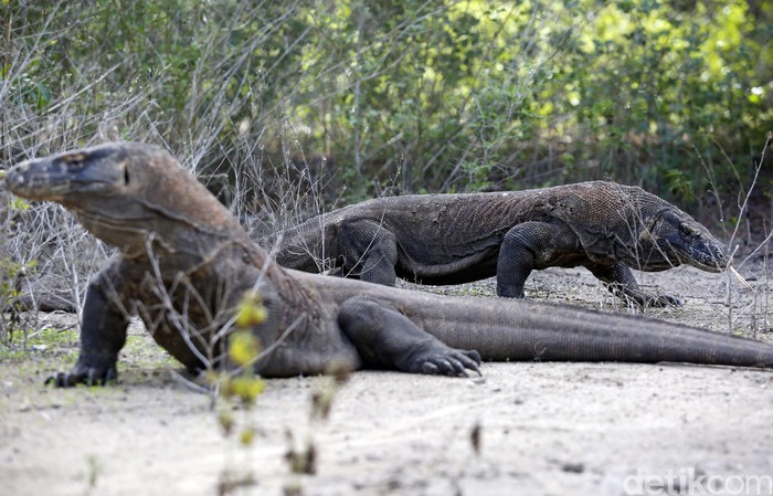 Illustrasi komodo di Taman Nasional Pulau Komodo, NTT
