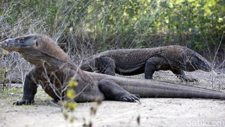Illustrasi Komodo Illustrasi komodo di Taman Nasional Pulau Komodo, NTT