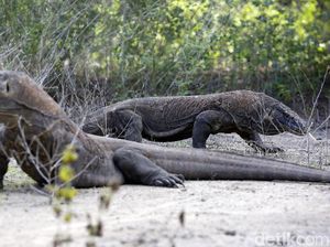 Taman Nasional Komodo Tutup Sementara